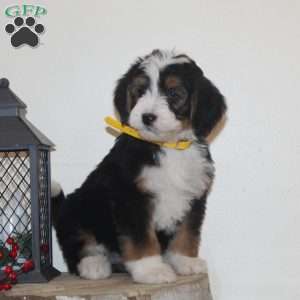 Fireplace, Bernedoodle Puppy